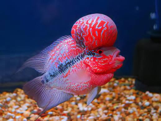Full Pearl Super Red Flowerhorn Grade A 12cm Male - Real Aquatics