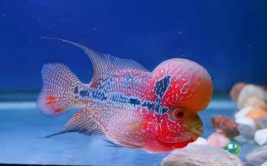 Full Pearl Super Red Flowerhorn Grade A 12cm Male - Real Aquatics
