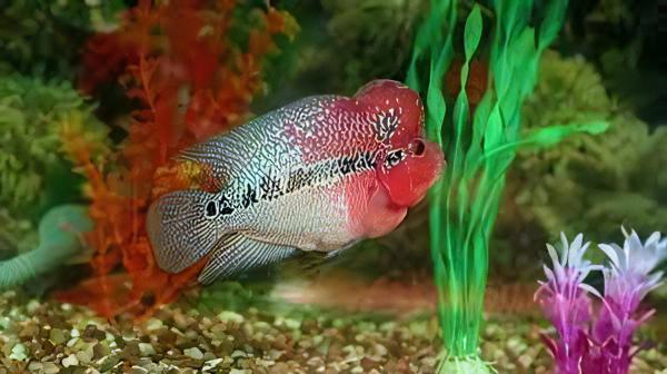 Full Pearl Super Red Flowerhorn Grade A 12cm Male - Real Aquatics