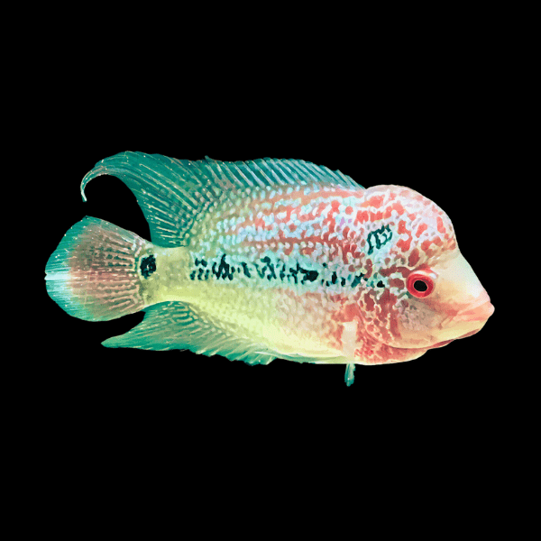 Full Pearl Super Red Kamfa Flowerhorn Grade A 12cm Male - Real Aquatics