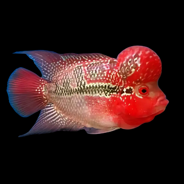 Full Pearl Super Red Magma Flowerhorn Grade A 12cm Male - Real Aquatics