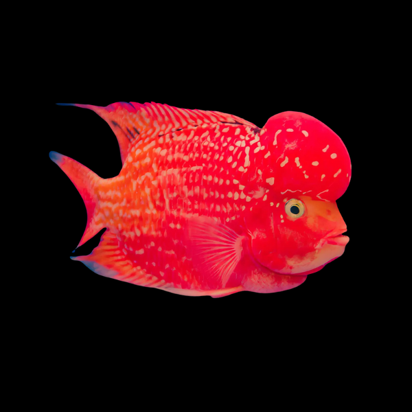 Full Pearl Super Red Monkey Flowerhorn Grade A 12cm Male - Real Aquatics