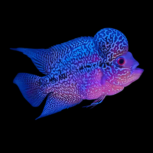 Full Pearl Vietnamese Blue Flowerhorn Grade A 12cm Male - Real Aquatics