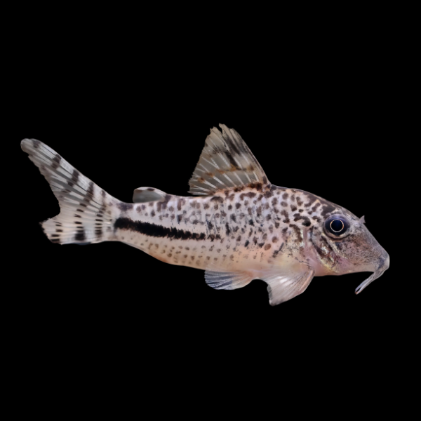 Fullers Corydoras Fulleri 3cm Catfish - Real Aquatics