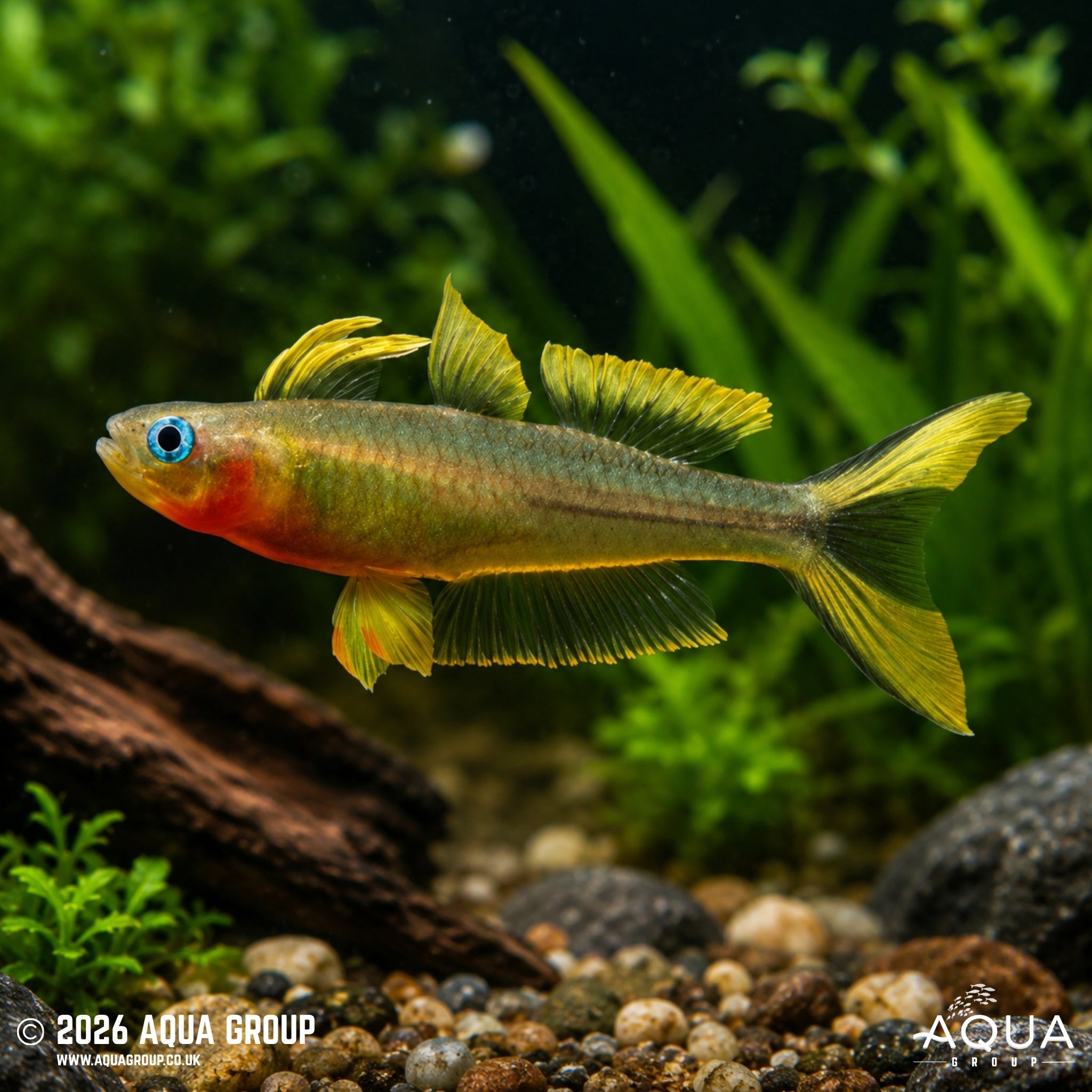Forktail Blue Eye (Pseudomugil furcatus)