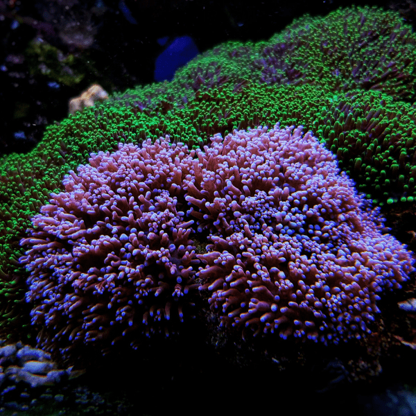 Furry Mushroom Coral Frag Rhodactis Sp - Real Aquatics