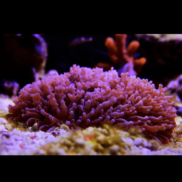 Furry Mushroom Coral Frag Rhodactis Sp - Real Aquatics