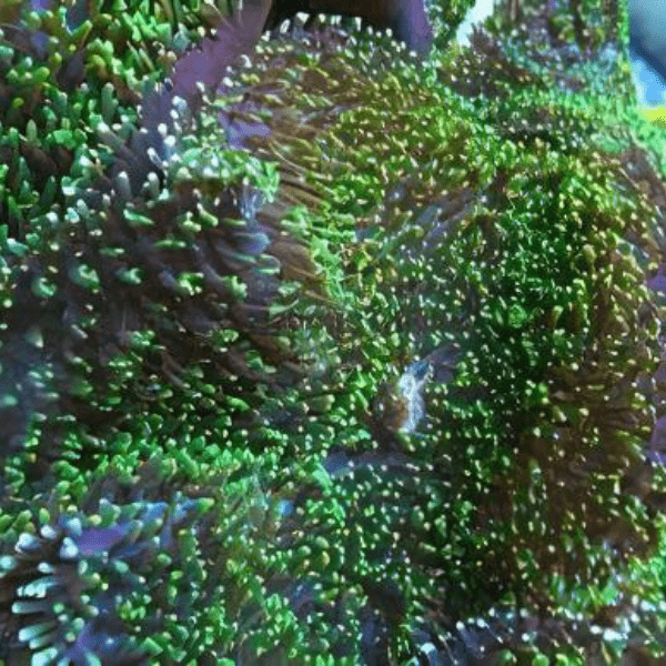 Furry Mushroom Coral Frag Rhodactis Sp - Real Aquatics