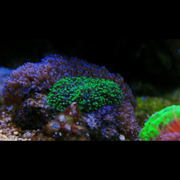 Furry Mushroom Coral Frag Rhodactis Sp - Real Aquatics
