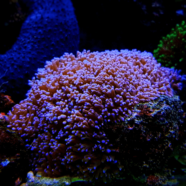 Furry Mushroom Coral Frag Rhodactis Sp - Real Aquatics