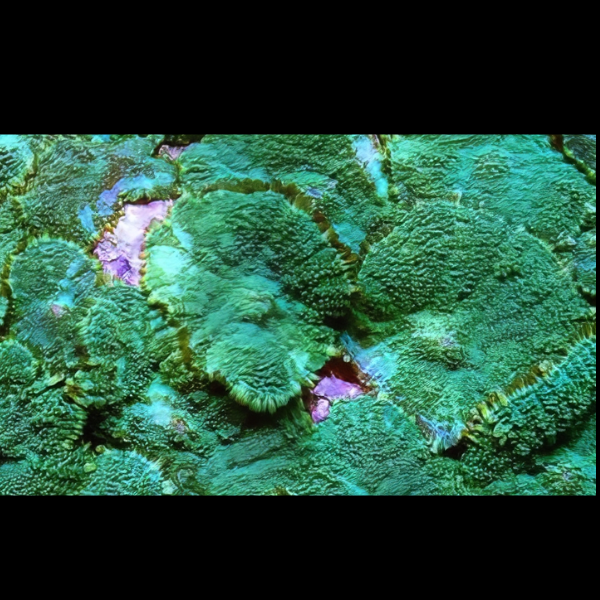 Furry Rock Mushroom Fungiidae Coral Green Rhodactis Sp - Real Aquatics