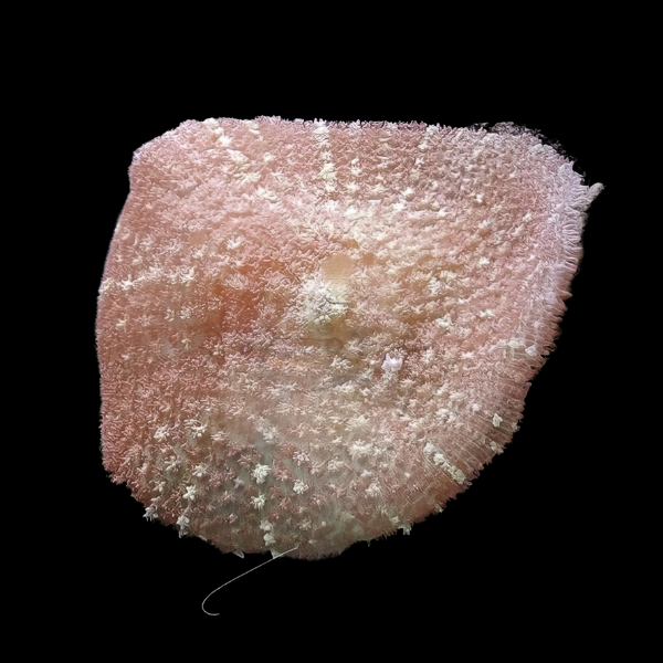 Furry Rock Mushroom Fungiidae Coral Rhodactis Sp - Real Aquatics