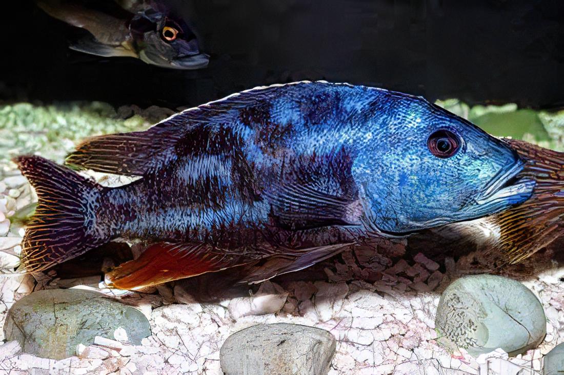 Haplochromis Fuscotaeniatus Malawi African Cichlid
