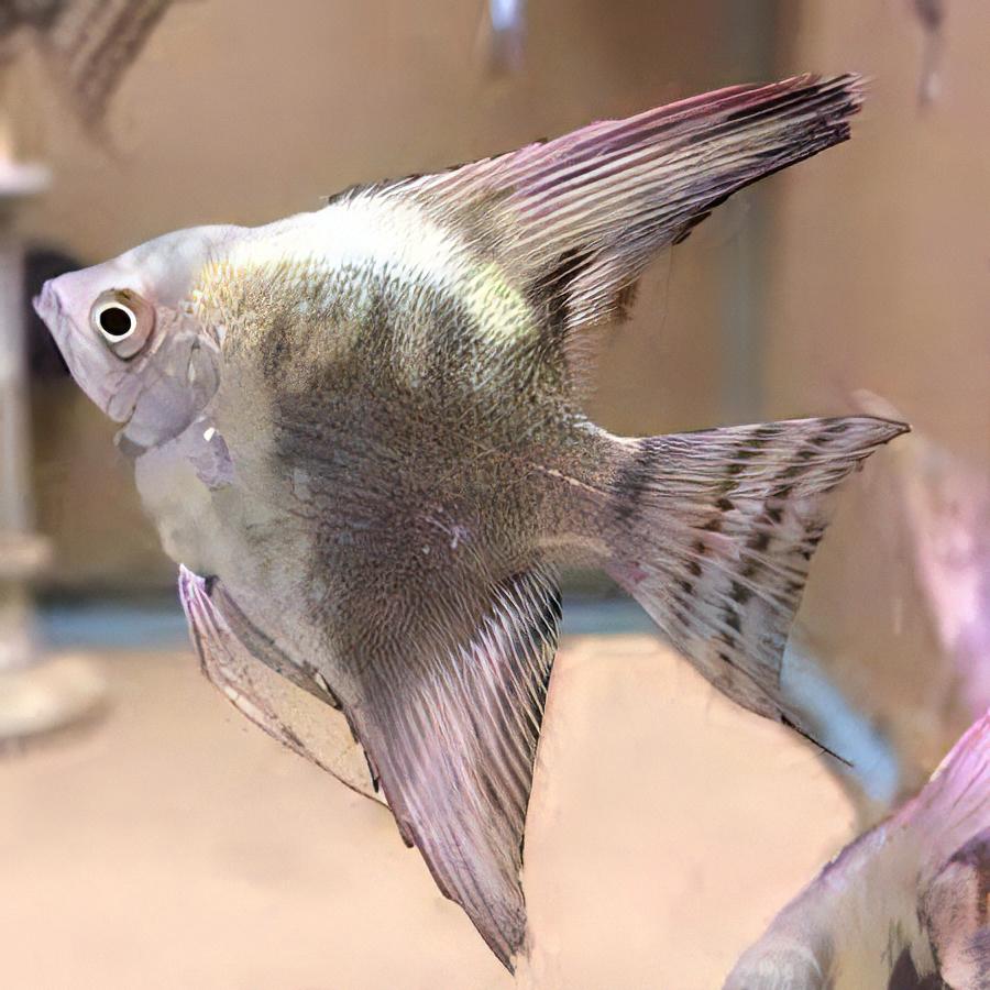 Green Smoke Angelfish Pterophyllum Scalare
