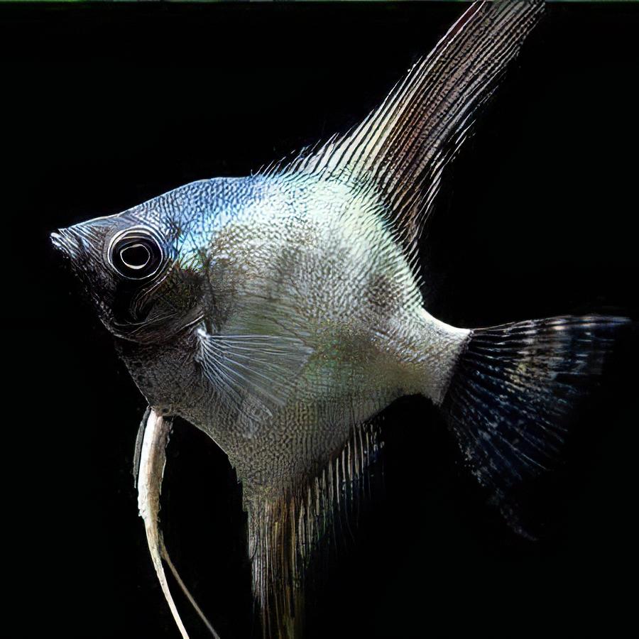 Green Smoke Angelfish Pterophyllum Scalare