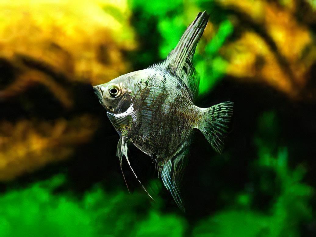 Green Smoke Angelfish Pterophyllum Scalare
