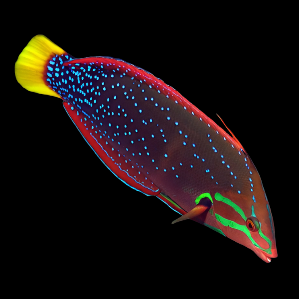 Gaimard Clown Wrasse Coris Gaimard - Real Aquatics