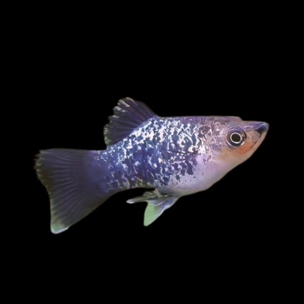 Galaxy Platy Xiphophorus Maculatus 3cm - Real Aquatics