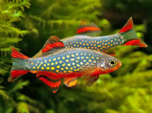 Galaxy Rasbora Danio Margaritatus 2cm - Real Aquatics