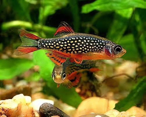 Galaxy Rasbora Danio Margaritatus 2cm - Real Aquatics