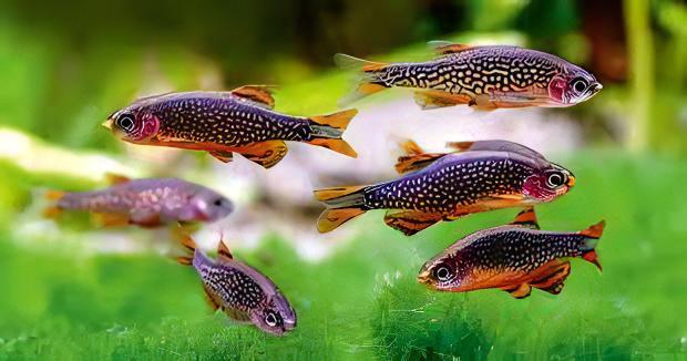 Galaxy Rasbora Danio Margaritatus 2cm - Real Aquatics