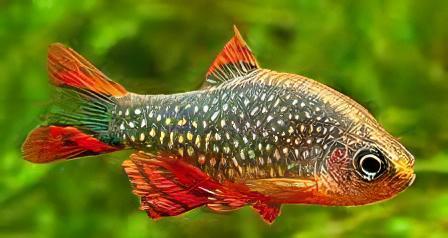 Galaxy Rasbora Danio Margaritatus 2cm - Real Aquatics