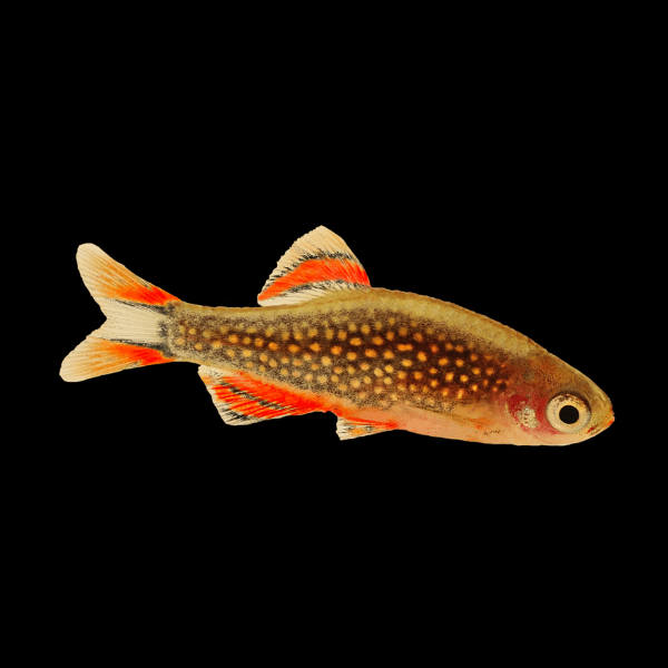 Galaxy Rasbora Danio Margaritatus 2cm - Real Aquatics