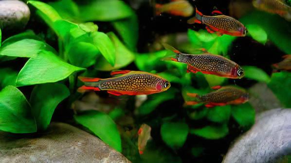 Galaxy Rasbora Danio Margaritatus 2cm - Real Aquatics