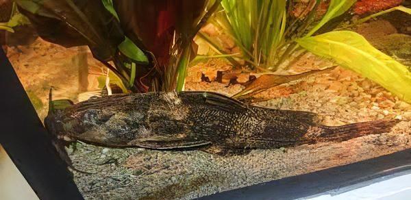 Gallagher's Thorny Catfish Rhinodoras Gallagheri 15cm - Real Aquatics