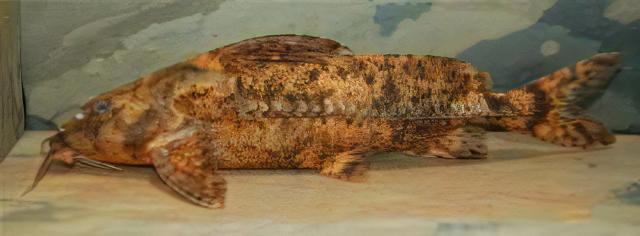 Gallagher's Thorny Catfish Rhinodoras Gallagheri 15cm - Real Aquatics