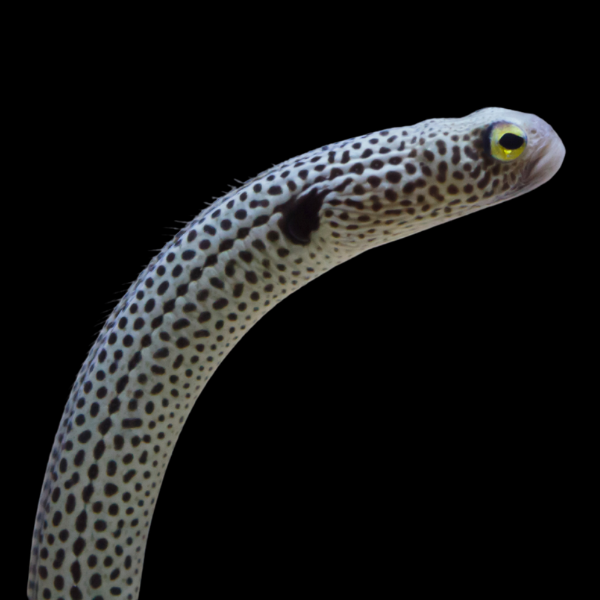 Garden Eel Heteroconger Hassi - Real Aquatics
