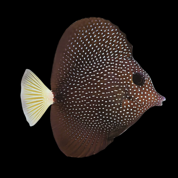 Gem Tang Zebrasoma Gemmatum - Real Aquatics