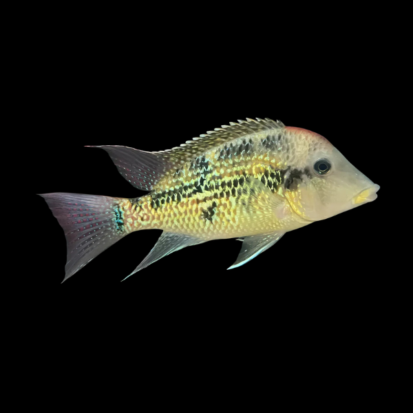 Geophagus Alto Sinu 4cm - Real Aquatics