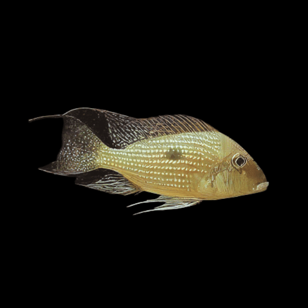 Geophagus Aporema 4cm - Real Aquatics