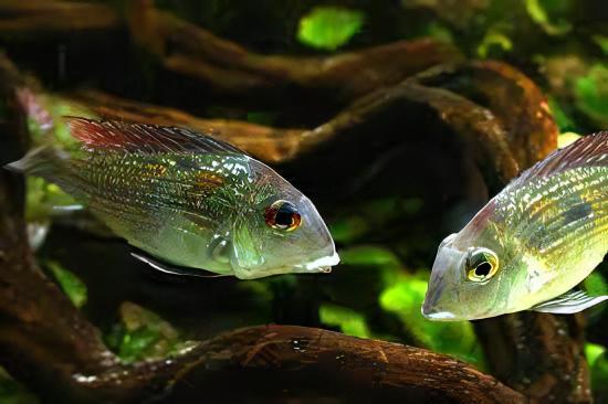 Geophagus Gurupi 4cm - Real Aquatics