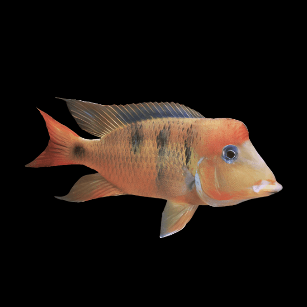 Geophagus Pellegrini 4cm - Real Aquatics