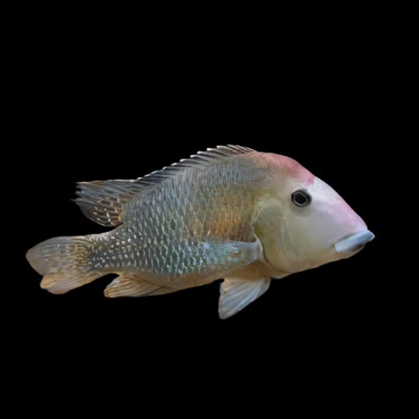 Geophagus Steindachneri 4cm - Real Aquatics