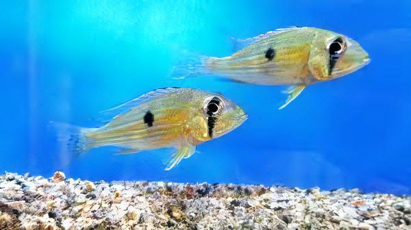 Geophagus Taeniopareius 4cm - Real Aquatics