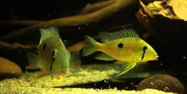 Geophagus Taeniopareius 4cm - Real Aquatics