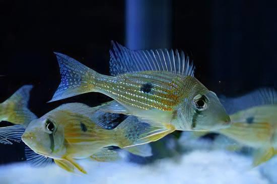 Geophagus Taeniopareius 4cm - Real Aquatics