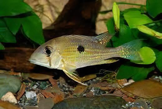 Geophagus Taeniopareius 4cm - Real Aquatics