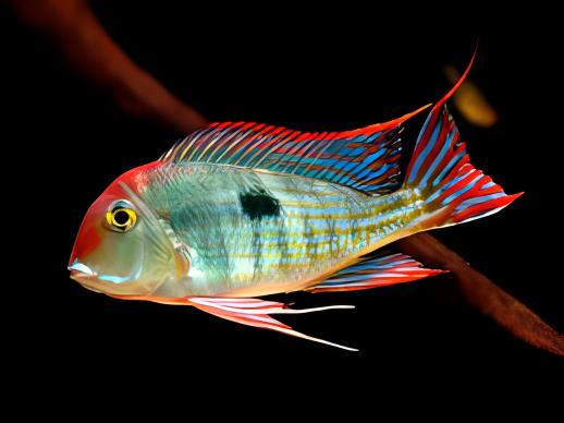 Geophagus Tapajos Hondae Red Head 4cm - Real Aquatics
