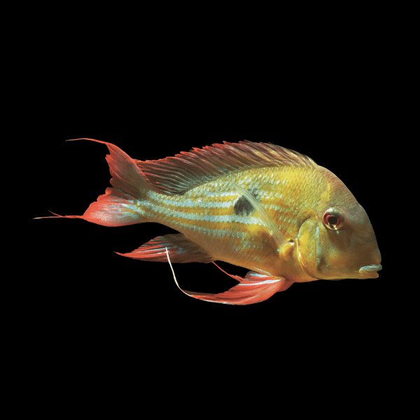 Geophagus Winemilleri 4cm - Real Aquatics