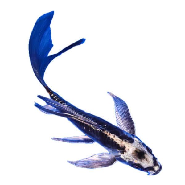 Ghost Silver Butterfly Classic Koi Carp Cyprinus Carpio