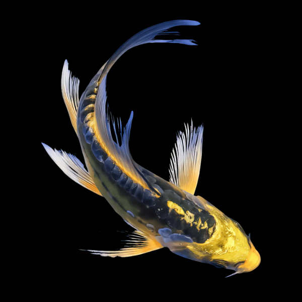 Ghost Gold Butterfly Grade A Koi Carp Cyprinus Carpio