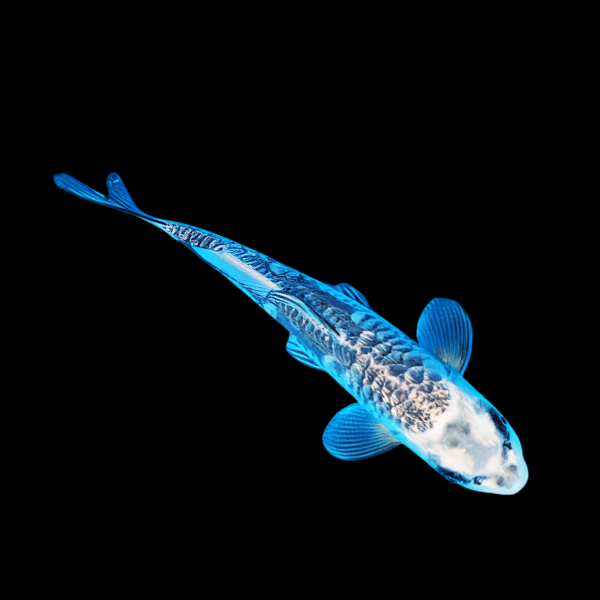 Ghost Silver Grade A Koi Carp Cyprinus Carpio