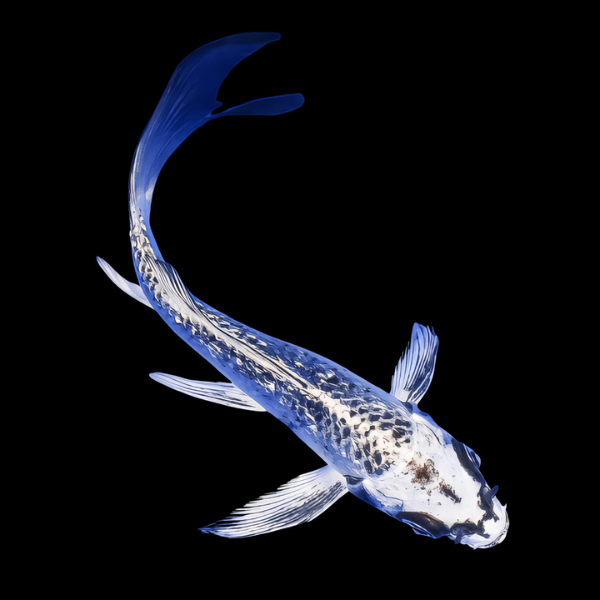 Ghost White Butterfly Grade A Koi Carp Cyprinus Carpio