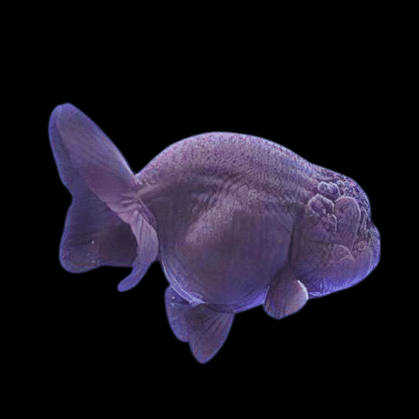 Giant Black Lionhead Ranchu Grade AA Goldfish Carassius Auratus