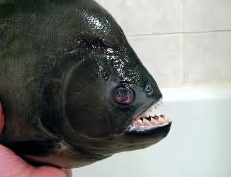 Giant Black Rhom Piranha Serrasalmus Rhombeus 40cm - Real Aquatics