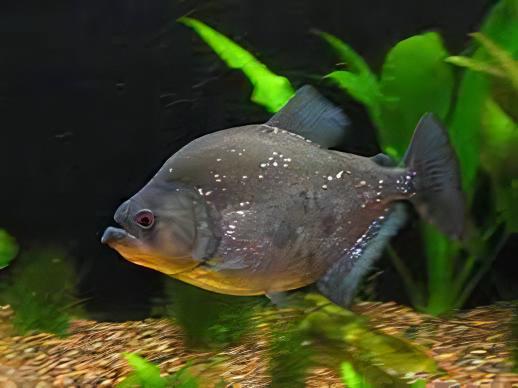 Giant Black Rhom Piranha Serrasalmus Rhombeus 40cm - Real Aquatics